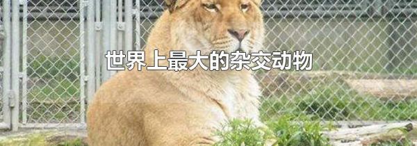 世界上最大的杂交动物