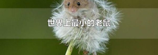 世界上最小的老鼠