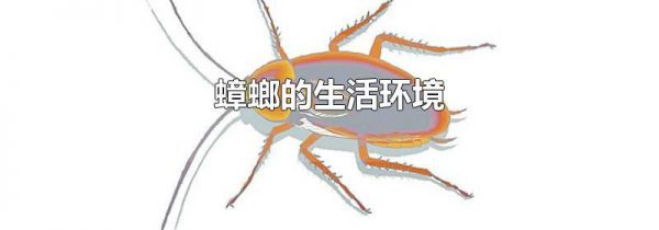 蟑螂的生活环境