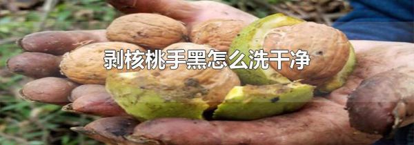 剥核桃手黑怎么洗干净