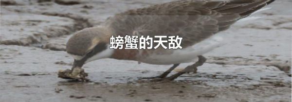 螃蟹的天敌