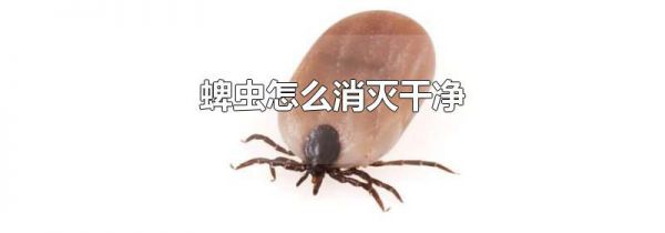 蜱虫怎么消灭干净
