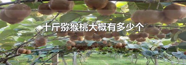 十斤猕猴桃大概有多少个