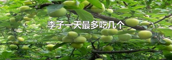 李子一天最多吃几个