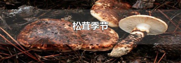 松茸季节