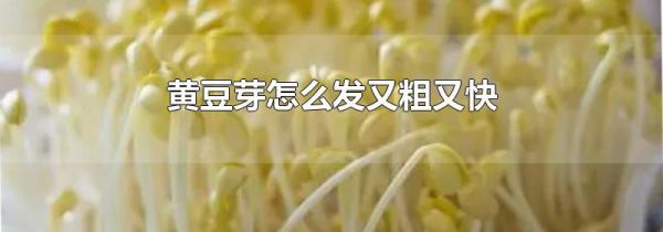 黄豆芽怎么发又粗又快