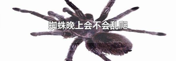 蜘蛛晚上会不会乱爬