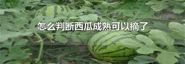 怎么判断西瓜成熟可以摘了