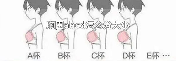 胸围abcd怎么分大小