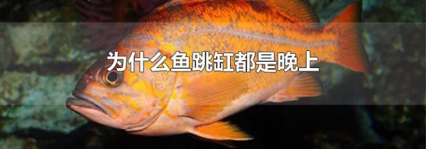 为什么鱼跳缸都是晚上