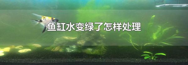 鱼缸水变绿了怎样处理
