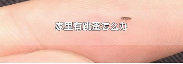 家里有跳蚤怎么办