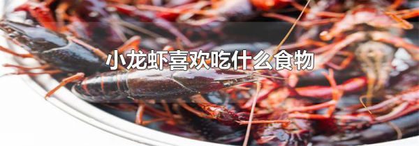 小龙虾喜欢吃什么食物