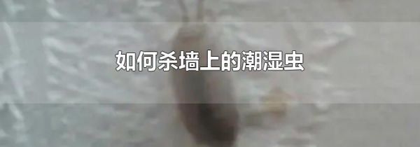 如何杀墙上的潮湿虫