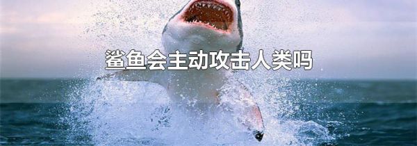 鲨鱼会主动攻击人类吗