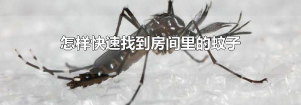 怎样快速找到房间里的蚊子