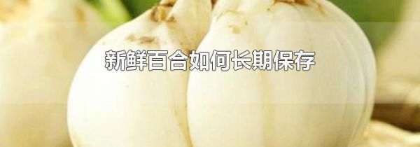 新鲜百合如何长期保存