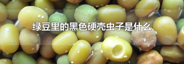 绿豆里的黑色硬壳虫子是什么