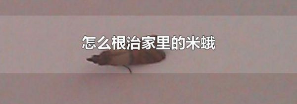 怎么根治家里的米蛾