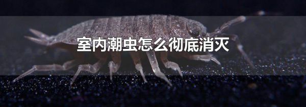 室内潮虫怎么彻底消灭