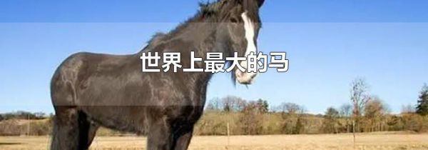 世界上最大的马