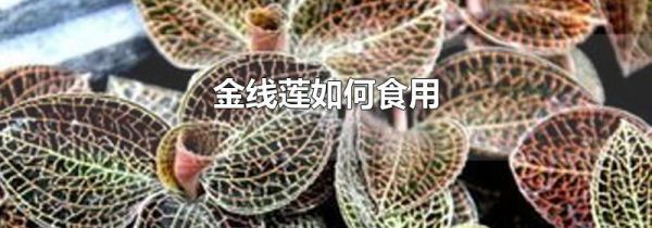 金线莲如何食用