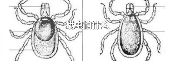 螨虫怕什么