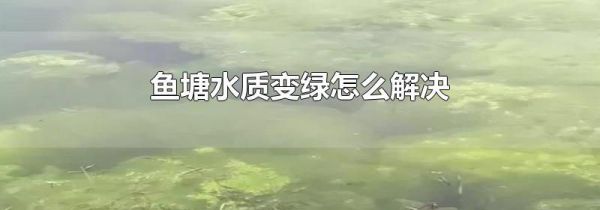 鱼塘水质变绿怎么解决