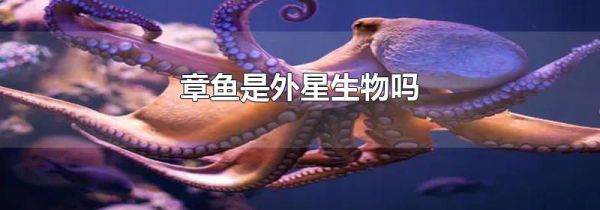 章鱼是外星生物吗