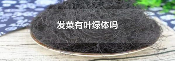 发菜有叶绿体吗