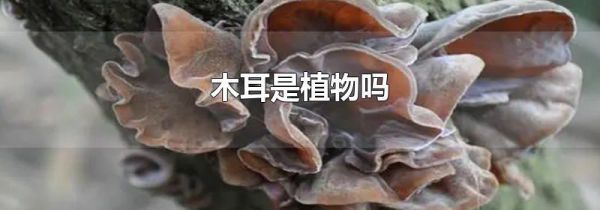 木耳是植物吗