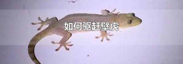 如何驱赶壁虎