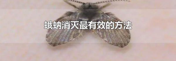 蛾蚋消灭最有效的方法
