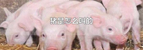 猪是怎么叫的