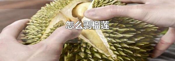 怎么剥榴莲
