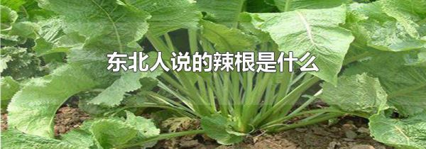 东北人说的辣根是什么