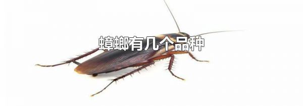 蟑螂有几个品种