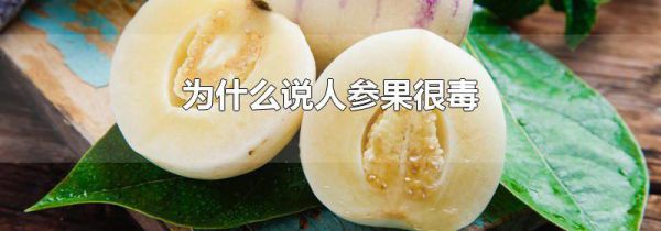 为什么说人参果很毒