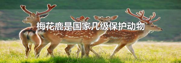 梅花鹿是国家几级保护动物