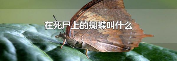 在死尸上的蝴蝶叫什么