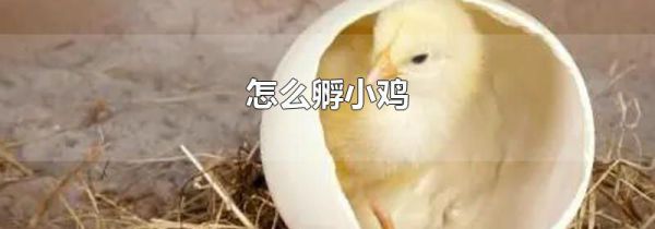 怎么孵小鸡