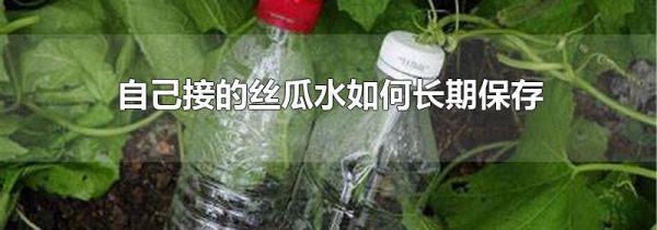 自己接的丝瓜水如何长期保存
