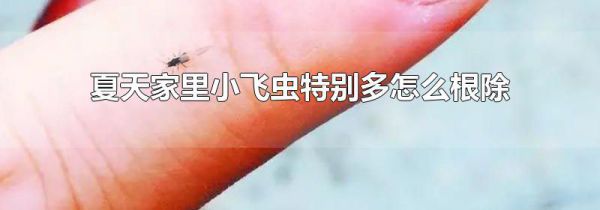 夏天家里小飞虫特别多怎么根除