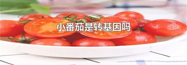小番茄是转基因吗