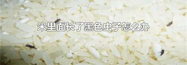 米里面长了黑色虫子怎么办