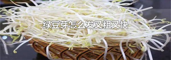 绿豆芽怎么发又粗又快