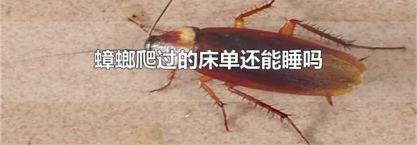 蟑螂爬过的床单还能睡吗