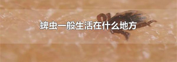 蜱虫一般生活在什么地方