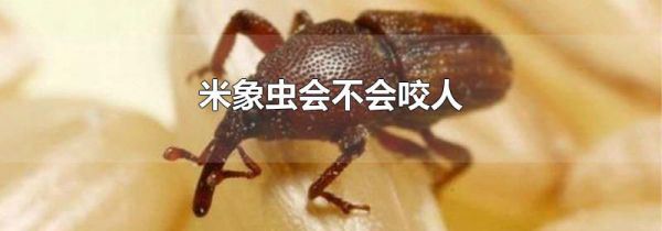 米象虫会不会咬人