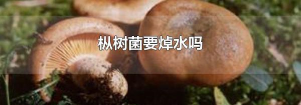 枞树菌要焯水吗